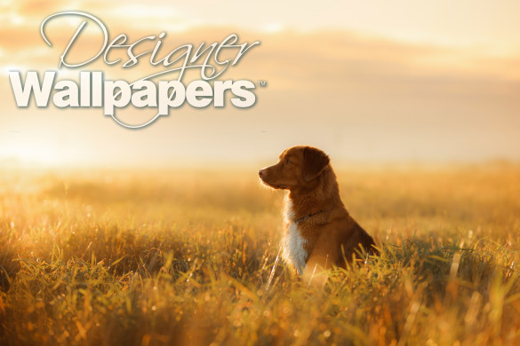 Dog Nova Scotia Duck Tolling Retriever