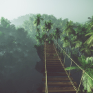 Rope bridge in misty jungle with palms