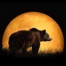 Bear and the red moon