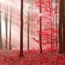 Magic Red Forest