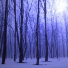 Foggy Blue Winter Forest