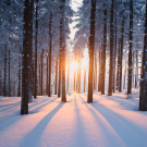 Sunset in the snowed trees