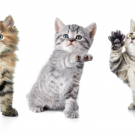 Kittens with paw up