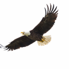 American Bald Eagle in Flight