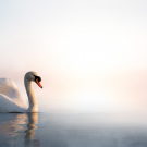 Swan floating on the lake