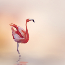 Pink Flamingo