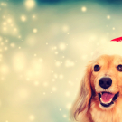 Dog wearing Santa hat