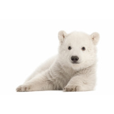 Polar bear cub