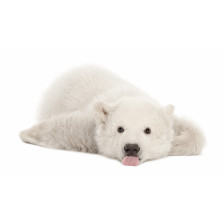 Polar bear cub