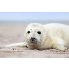 Baby seal