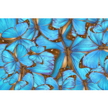 Butterfly Abstract