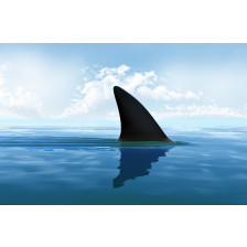 Shark fin above water