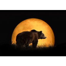 Bear and the red moon