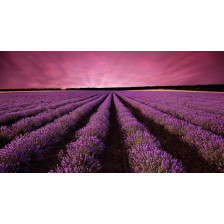 Lavender field landscape at sunset